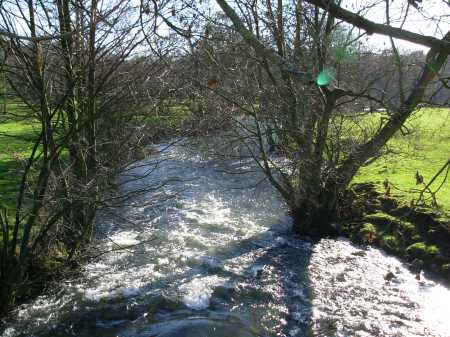 Foaming past the Trees